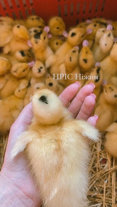 Реалізуємо каченят Мулард різного віку