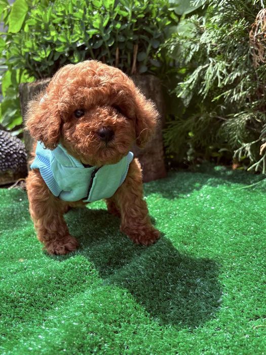 Ред браун хлопчик той пудель