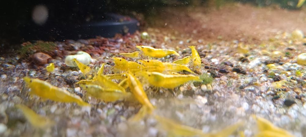 Krewetki yellow neocardina plus pokarm