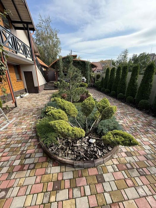 Формований бонсай із Ялівця Old gold