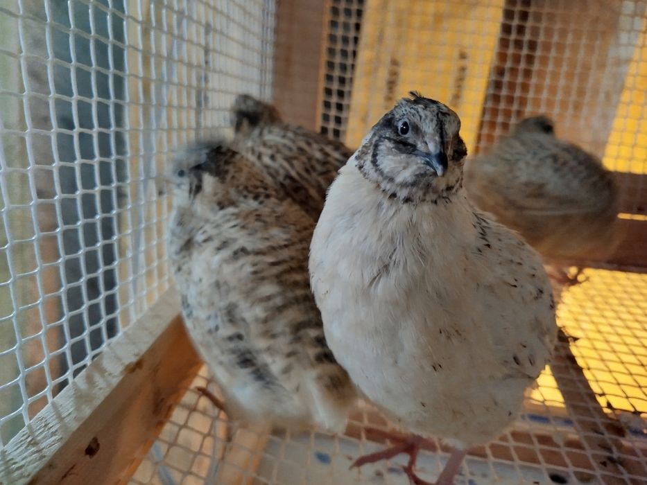 Ovos  de codorniz galados para incubação