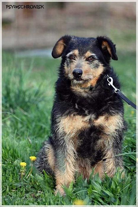 Zibi szuka domu, pies