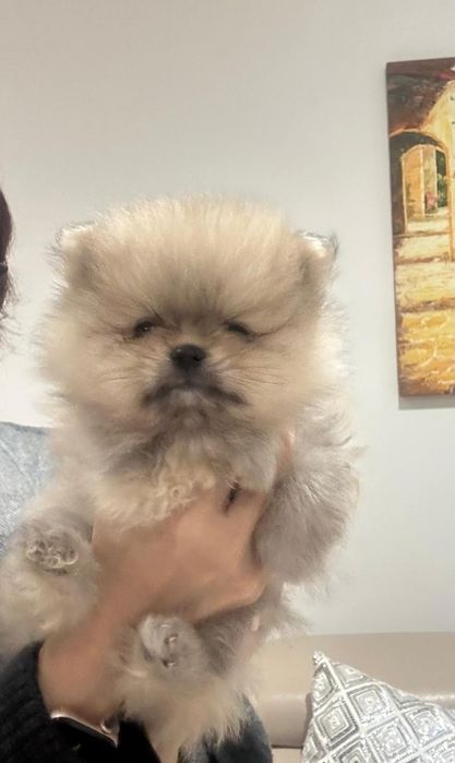 Szpic Miniaturowy Rudy Szczeniak