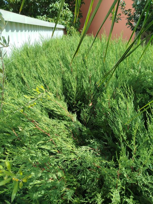 Ciprestes/Cedros Leylland