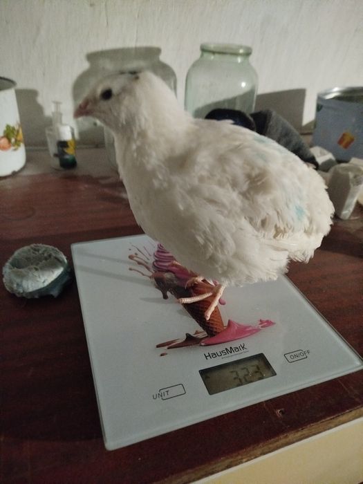 Інкубаційні яйця перепелині породи техас