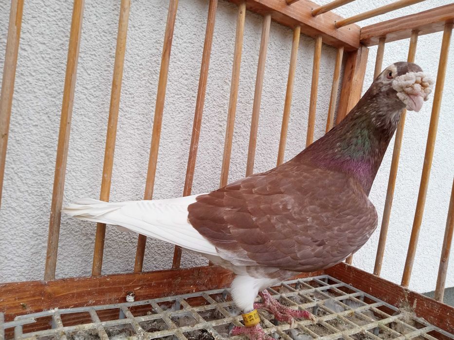 Gołębie staropolskie, gołąb staropolski