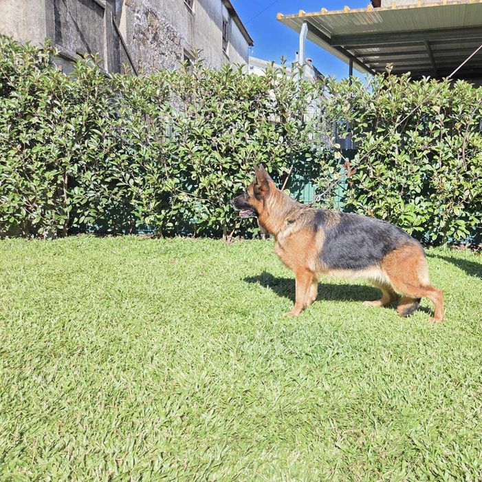 Campeão de Beleza para o seu Lar