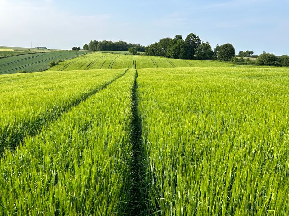 Jęczmień jary po centrali
