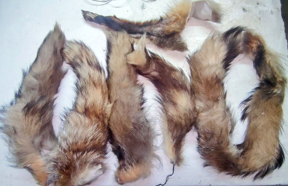Peles - 6 rabos e 1 pata
