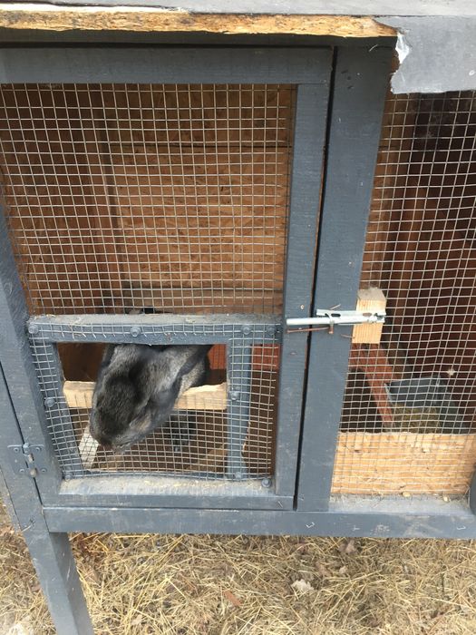 Клітка для кролів