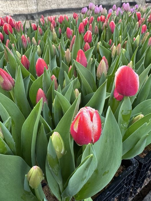 Тюльпан на 14 лютого