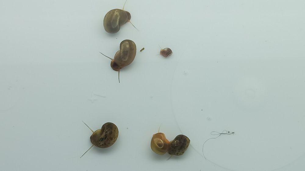 Caracóis de aquário Planorbis