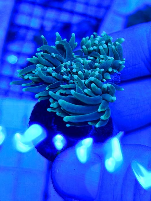 Akwarium morskie szczepki