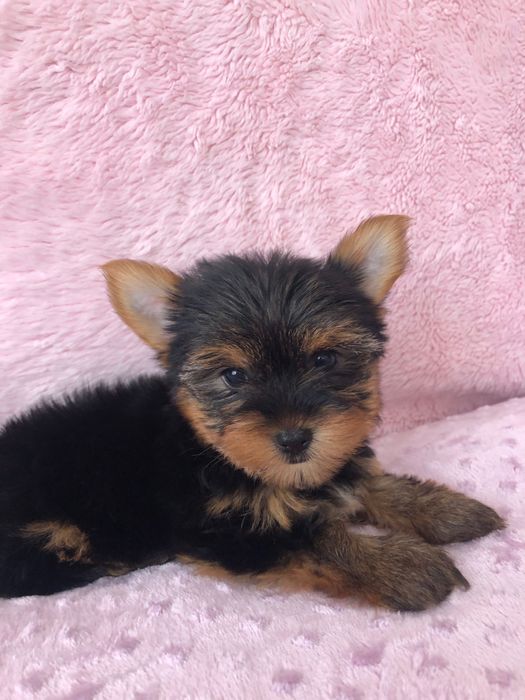 Yorkshire Terrier Fêmea