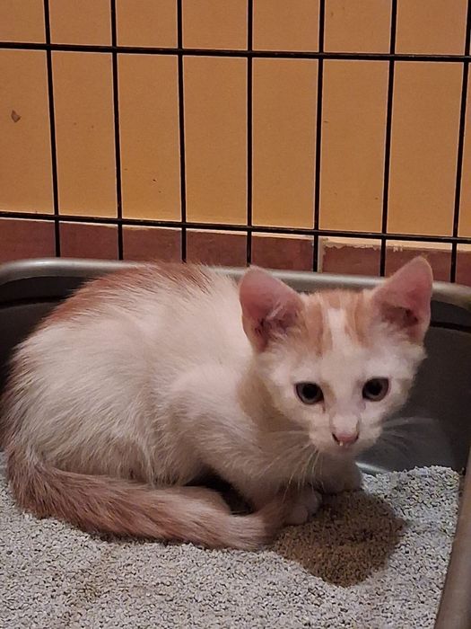 Kocięta 12 tygodni do adopcji