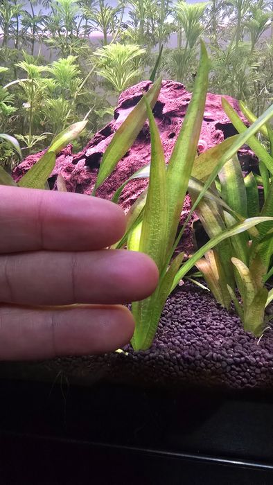 • Vallisneria Gigantea – Planta Aquática Natural 
australis
(gigant