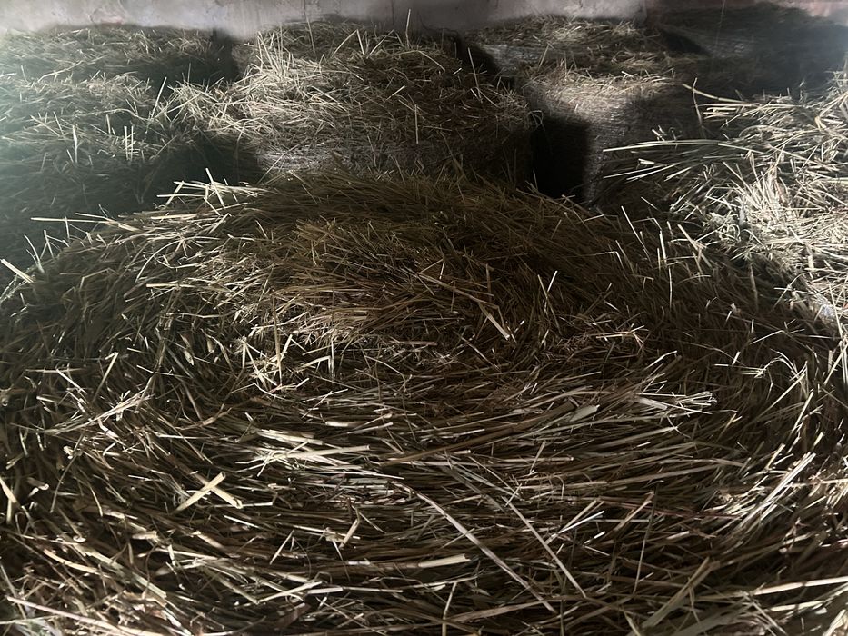 Sprzedam siano tegoroczne