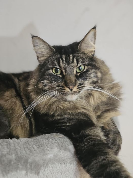 Kot Henryk uroczy przytulas