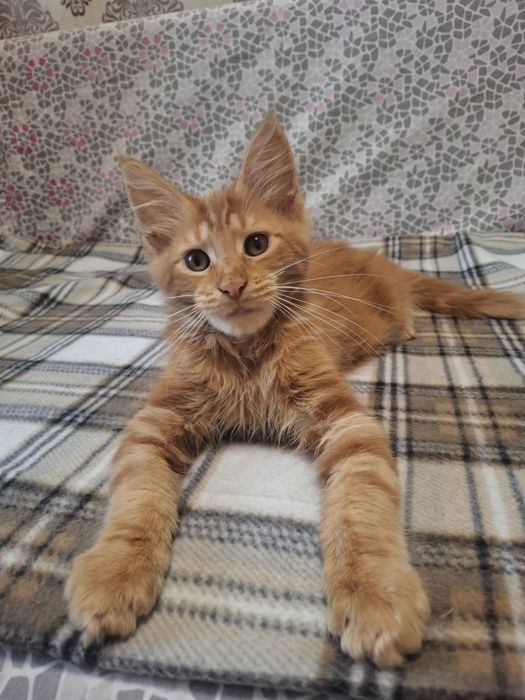 Милашный котик Мейн-Кун