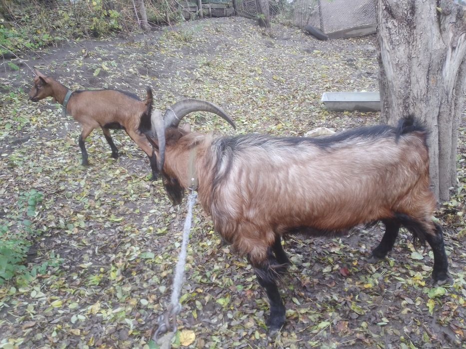 Цап, козел чистий альпієць