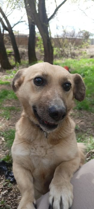 Sid poleca się do adopcji!!!