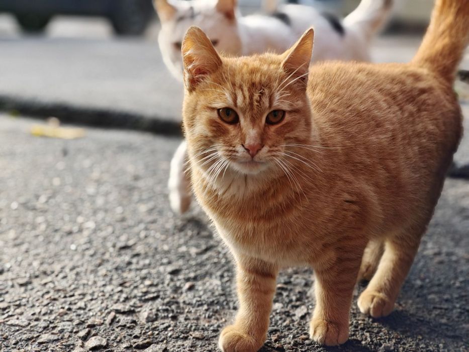 Отдам рыжего кота, 9 месяцев