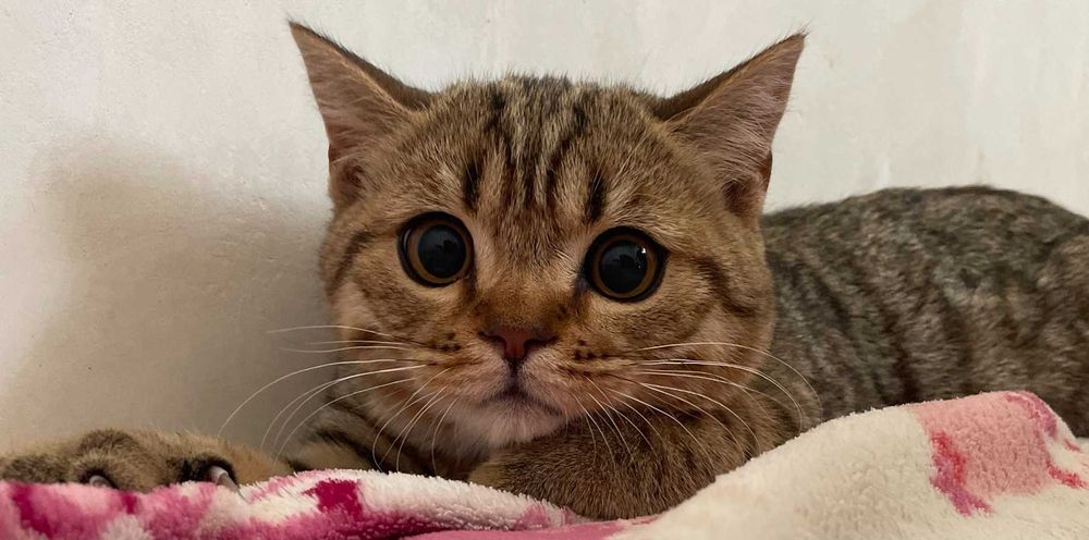 Шотландський чистокровний котик кошеня