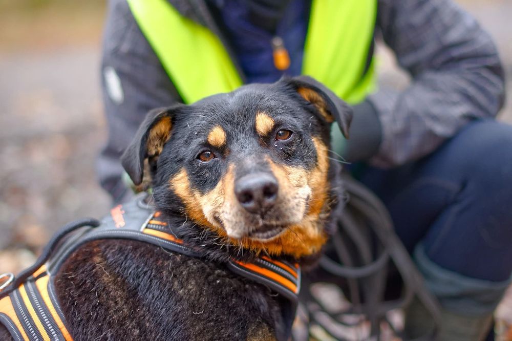 Mini rottweiler czeka na dom