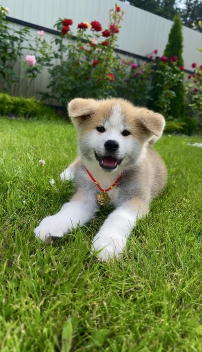 Клубні малюки Акіта іну Шоу -класс