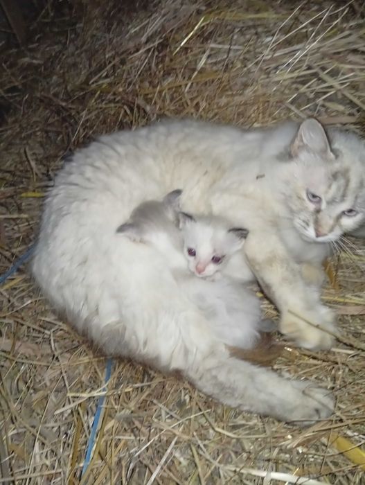Gatinhas para doar