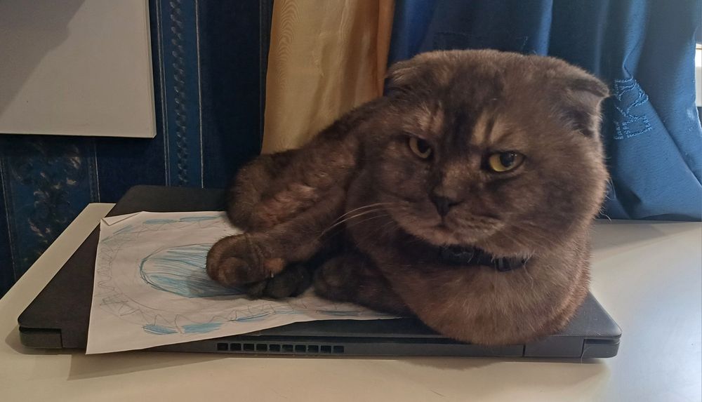 Шикарный кот Скоттиш фолд черный дым вязка!