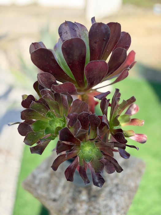Suculentas Orbea variegata, Crassula, Aeonium, outras