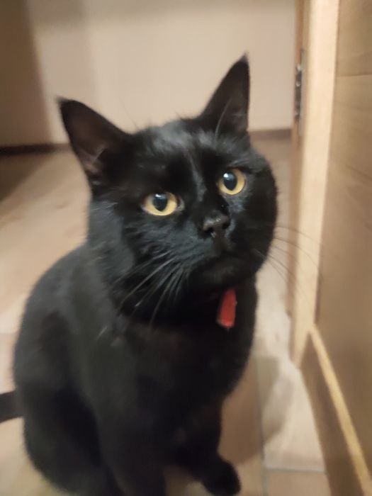 Загубився кіт на ім'я Локі