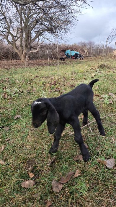 Англо-нубійські 100% кози