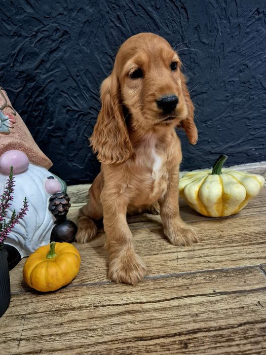 Cocker spaniel suczka Lola