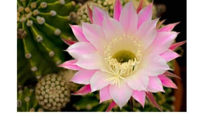 Кактус "Ехінопсис". Кімнатні рослини.