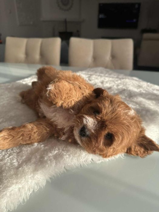 Cudowna sunia Cavapoo