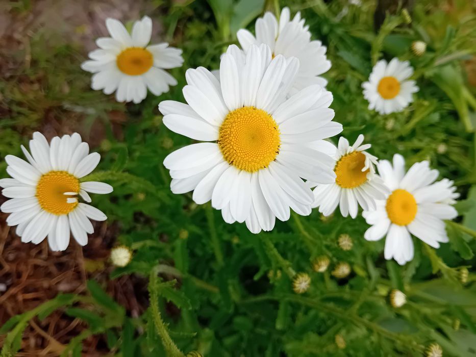 Margarida lote de 12 plantas em vaso