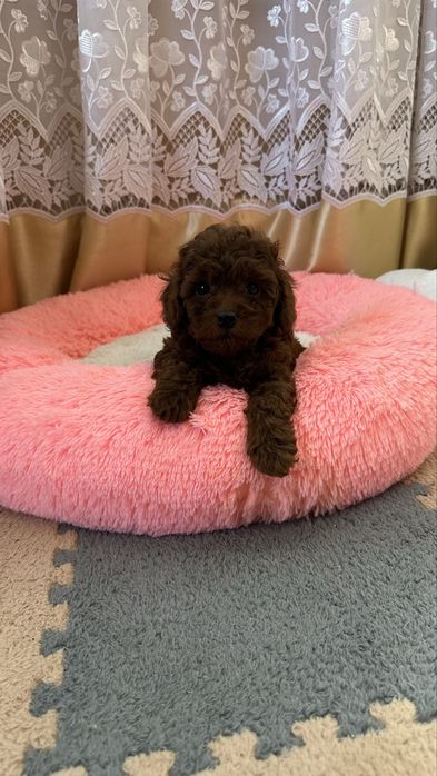 Той пудель FCI-КСУ готовий до переїзду.