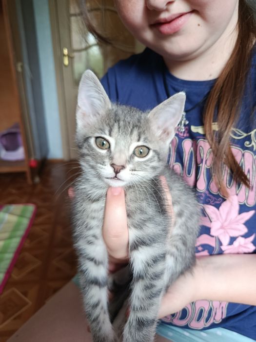 Отдам 2 месячных котят девчулек