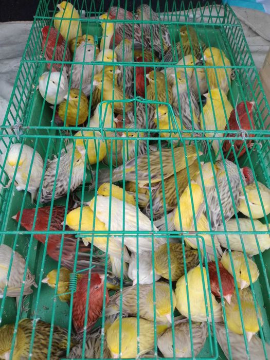 Vendo canários ágatas prontos a criar