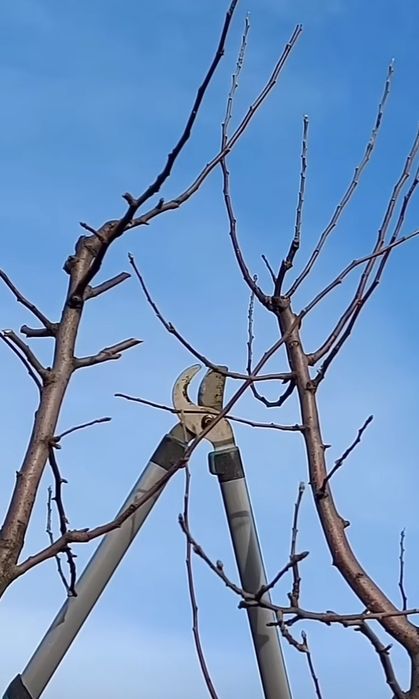 Садівник, обробка і обрізка дерев, винограду, кущів і тд.