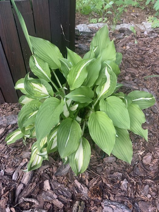 Hosta hosty 25 zl za całośc