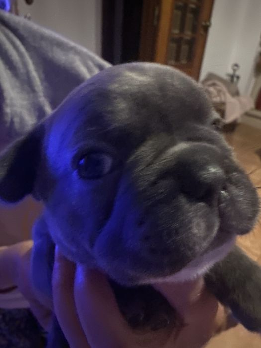 Buldog Francês macho