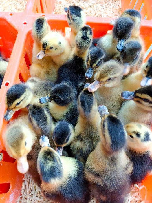 kaczki  dorosłe różne kolory