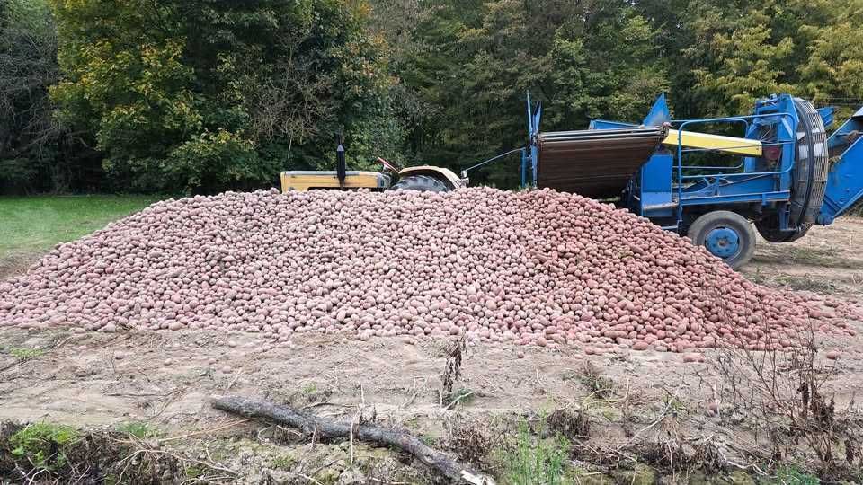 Ziemniaki Esmee jedna z najlepszych odmian czerwonego ziemniaka