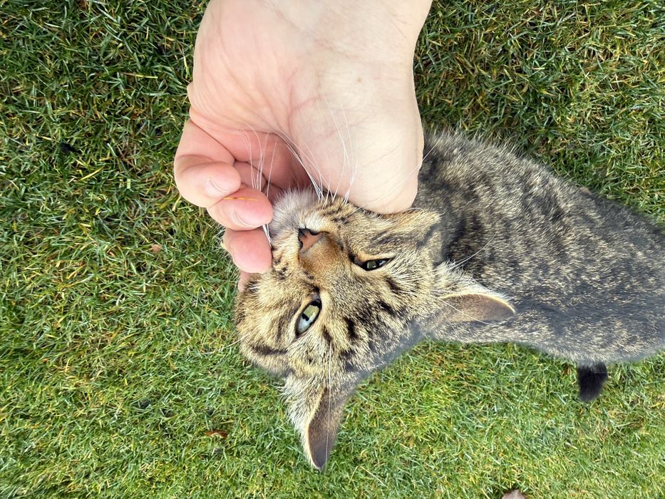 Отдам молодого кота подростка в хорошие руки