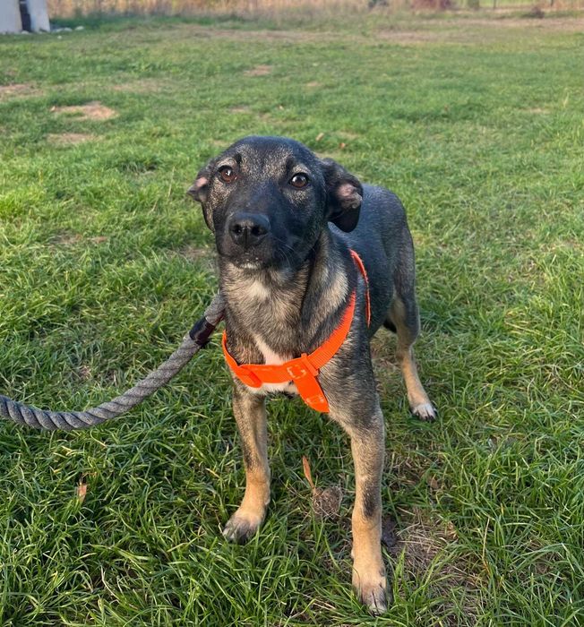 Urocza suczka Capri do adopcji