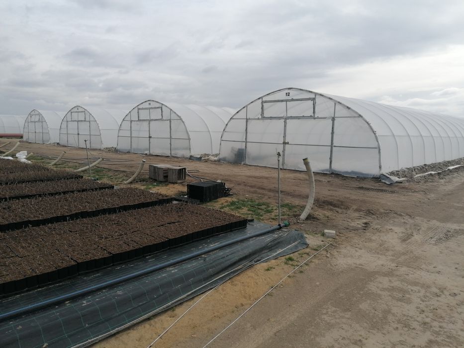 Tunel foliowy truskawka malina papryka