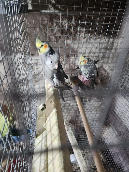 Caturras deste ano 2025